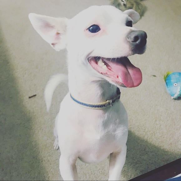 Meet your Posher, Rose - Picture 5 of 6